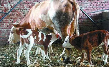 阜阳颍淮食品选择香蕉视频下载链接香蕉视频色版，破解猪血保鲜难题